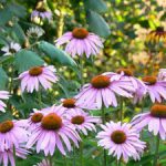 Az-echinacea-virága-az-új-hajfesték-hatóanyagában.