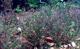 Calluna_vulgaris_csarab.jpg