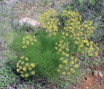 Foeniculum_vulgare.jpg