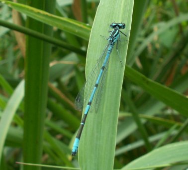 Adult Zygoptera- a vízfolyásaink jellegzetes szitakötője.jpg