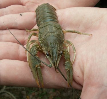 Kecskerák- a Tisza és a Hármas-Körös egyik nagytestű rákfaja.jpg